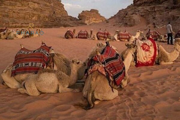 Wüsten Safari zum Wadi El Gemal Nationalpark ab Marsa Alam