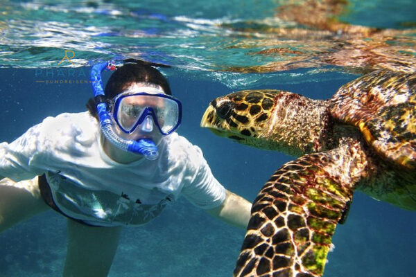 Abu Dabbab Schnorchel Ausflug mit Schildkröten – Schwimmen mit Meeresschildkröten & Dugong