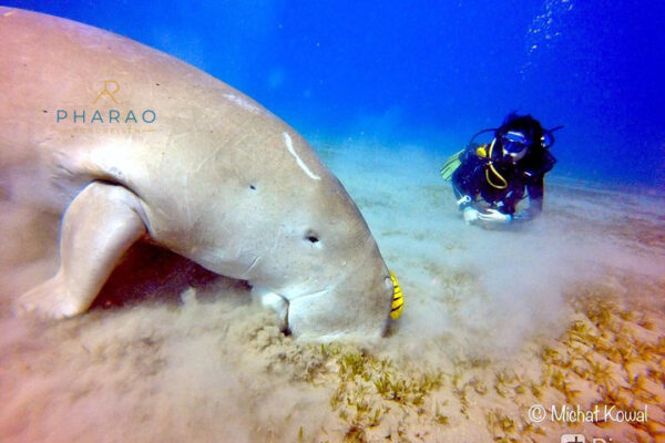 Abu Dabbab Schnorchel Ausflug mit Schildkröten – Schwimmen mit Meeresschildkröten & Dugong