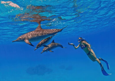 Delfin-Schwimmen in Marsa Alam – Schnorcheln mit Delfinen im Dolphin House Reef