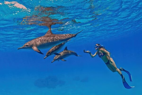 Delfin-Schwimmen in Marsa Alam – Schnorcheln mit Delfinen im Dolphin House Reef