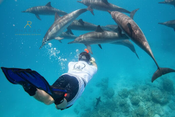 Schnorchel Ausflug am Sataya Dolphin Reef in Marsa Alam – Delfine & Korallen