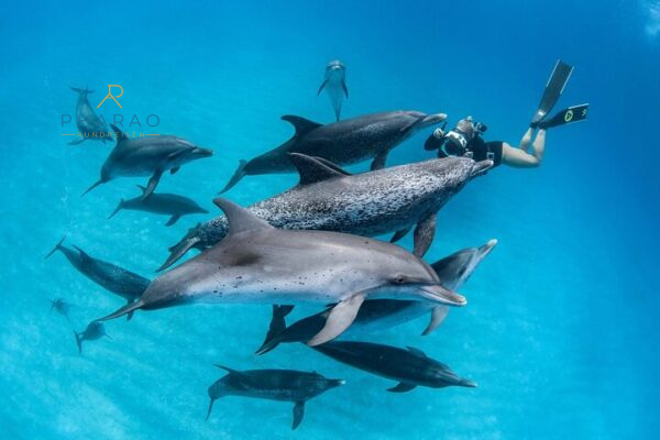 Schnorchel Ausflug am Sataya Dolphin Reef in Marsa Alam – Delfine & Korallen