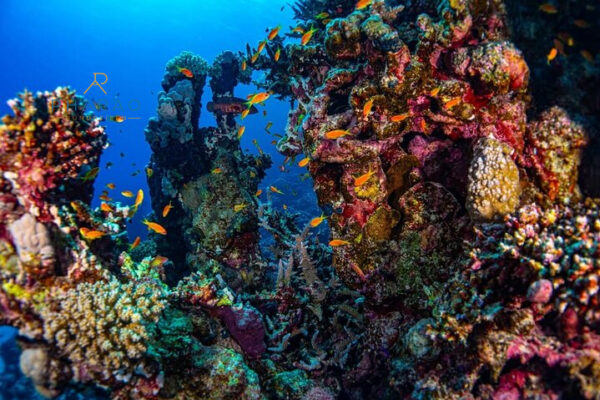 Schnorchel Ausflug am Sataya Dolphin Reef in Marsa Alam – Delfine & Korallen