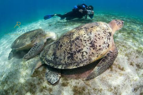 Abu Dabbab Schnorchel Ausflug mit Schildkröten – Schwimmen mit Meeresschildkröten & Dugong