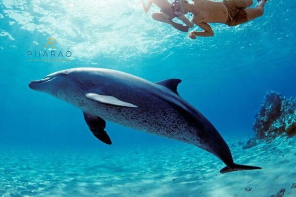 Schnorchel Ausflug am Sataya Dolphin Reef in Marsa Alam – Delfine & Korallen