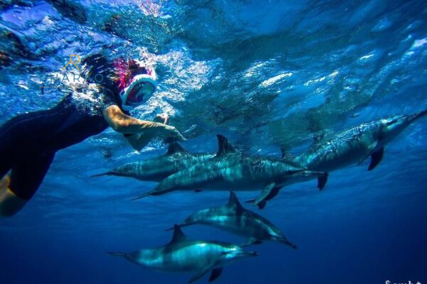 Schnorchel Ausflug am Sataya Dolphin Reef in Marsa Alam – Delfine & Korallen