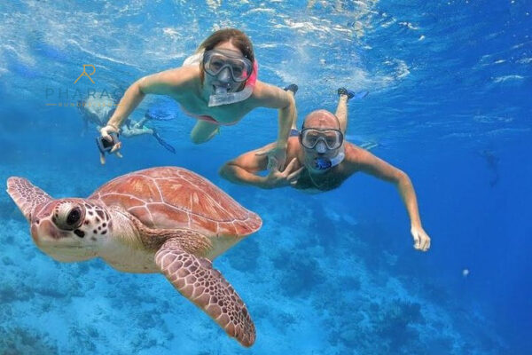 Abu Dabbab Schnorchel Ausflug mit Schildkröten – Schwimmen mit Meeresschildkröten & Dugong